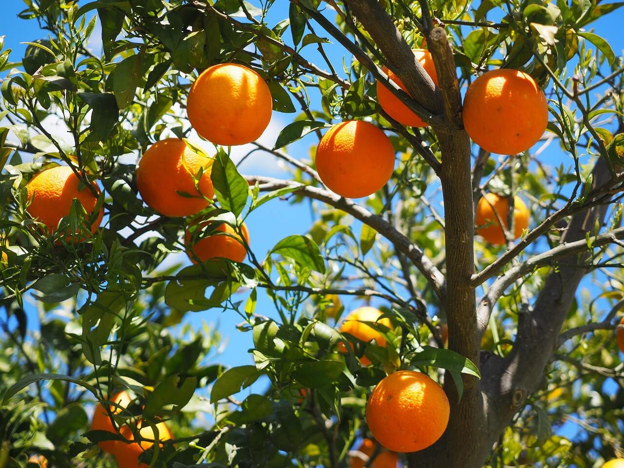 oranges treesNEW